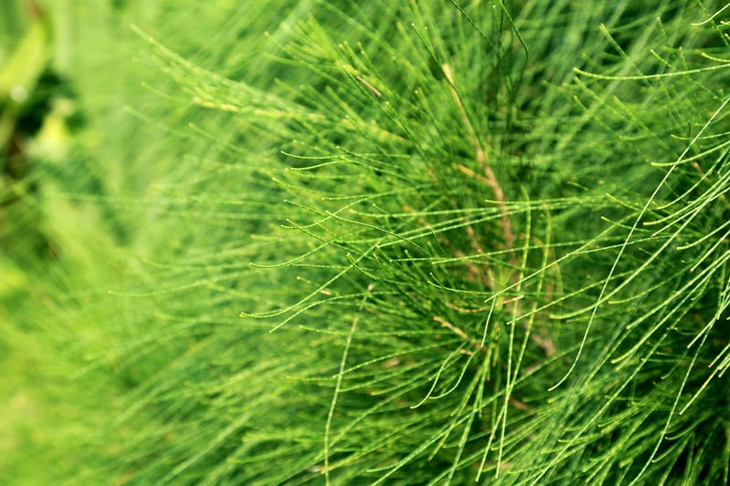 Vitality Enhancement